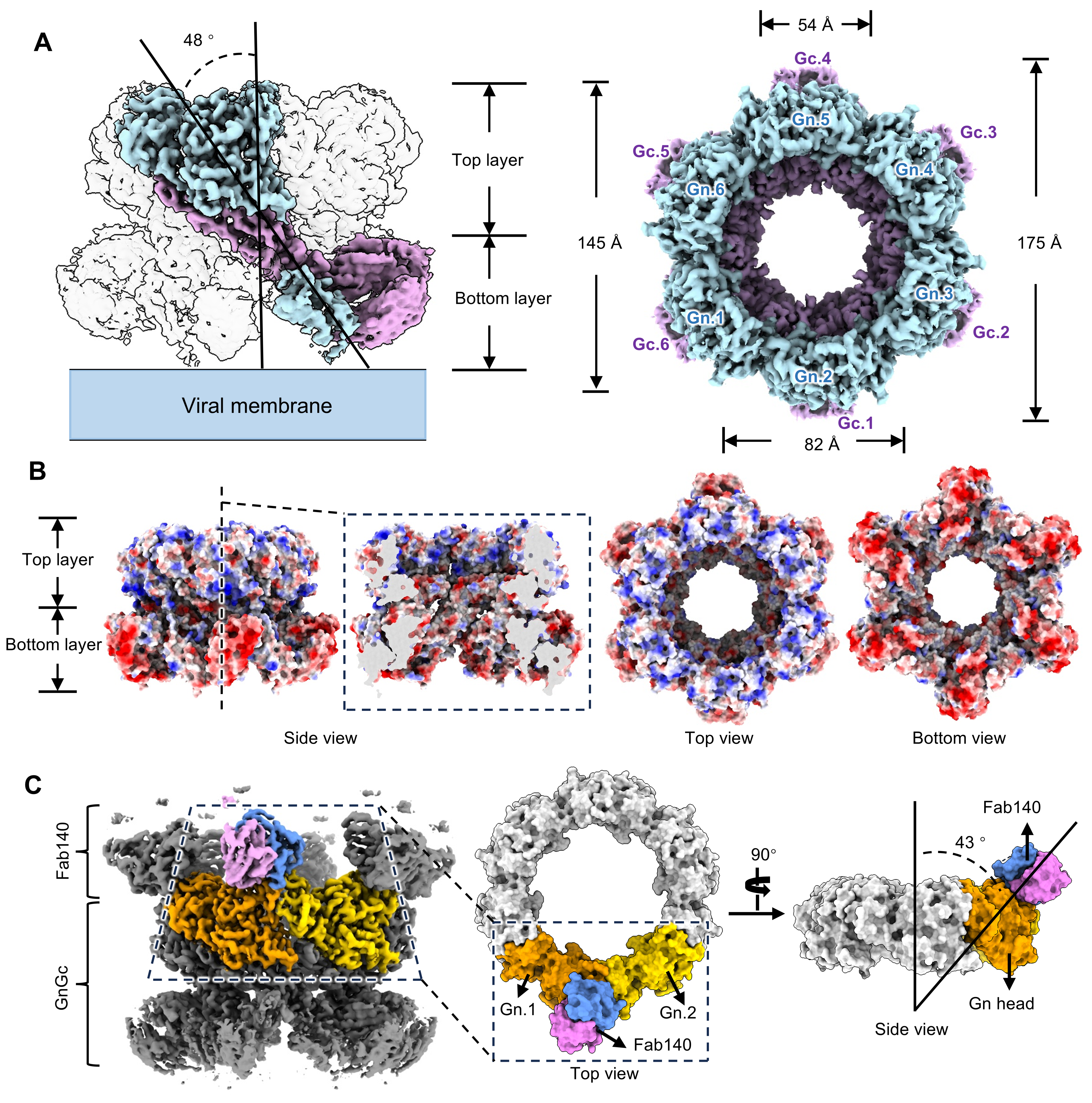 清华大学基础医学院向烨课题组解析裂谷热病毒糖蛋白组装机制
