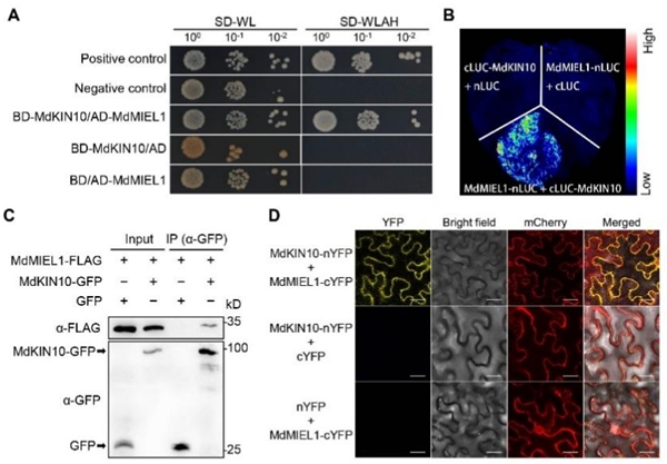 西北农林科技大学（777）苹果抗逆与品质改良创新团队管清美教授课题组揭示多层级蛋白质修饰“级联”调控低温胁迫的分子机制