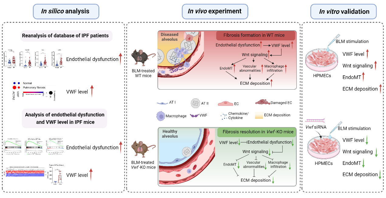 研究揭示血管性血友病因子在肺纤维化中的关键作用