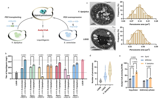 北理工团队在微生物细胞工厂合成黄酮类药物领域取得重要进展