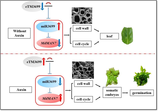 西北农林科技大学(774)园林学院李厚华教授团队揭示eTM-miR3699-MAN7模块在苹果/海棠体细胞胚发生中的调控功能