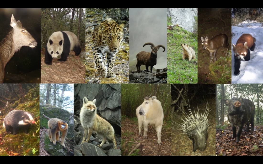 北京大学生命科学学院李晟课题组与合作者揭示保护地缓解人类对兽类行为干扰的关键作用