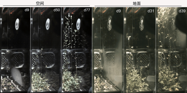 研究发现微重力信号整合至拟南芥开花途径的潜在调控分子模块