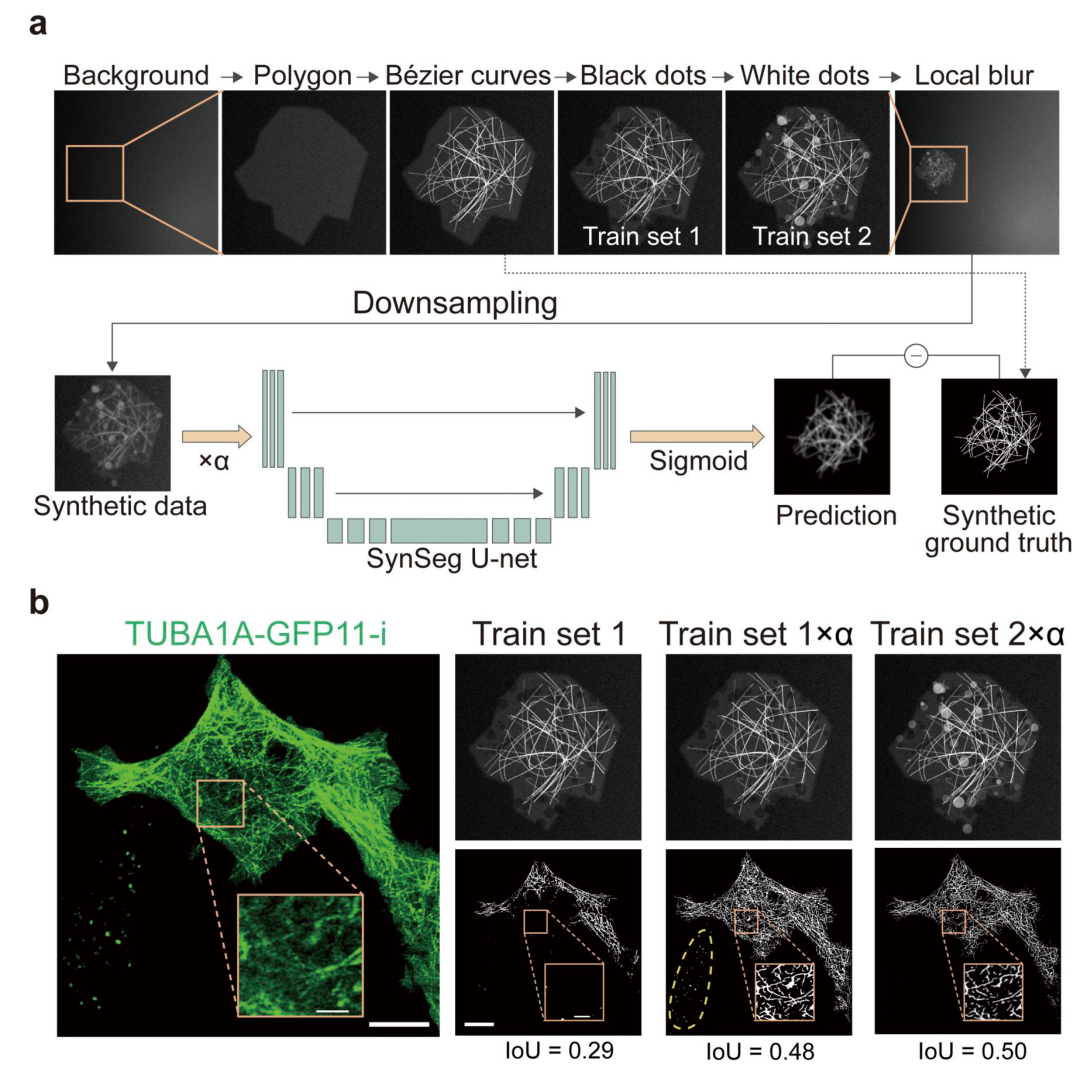 清华大学生命学院欧光朔课题组开发用于广泛亚细胞结构分割的合成数据驱动方法