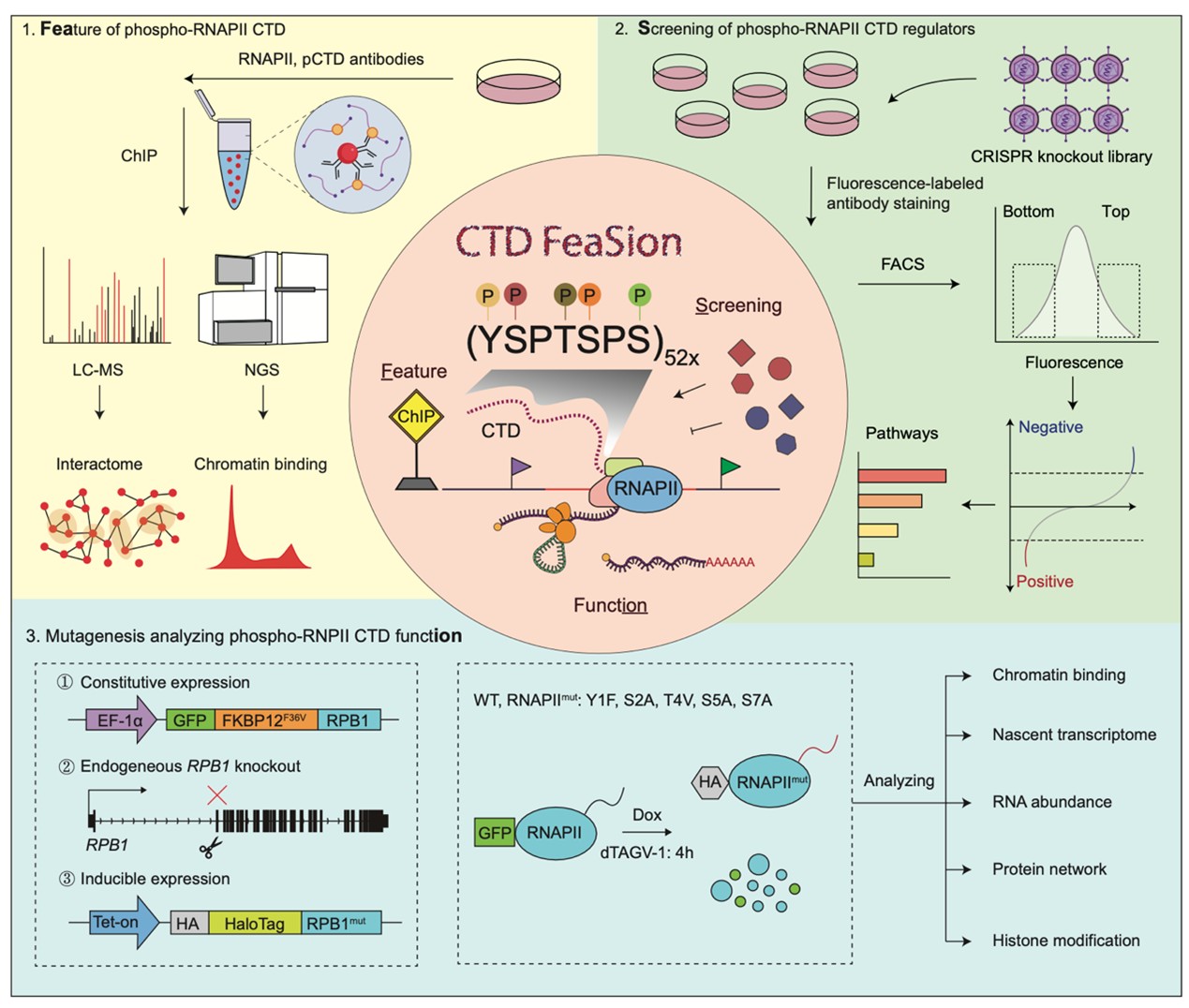 北京大学生命科学学院季雄团队提出FeaSion策略揭示RNA聚合酶磷酸化的特征调控与功能