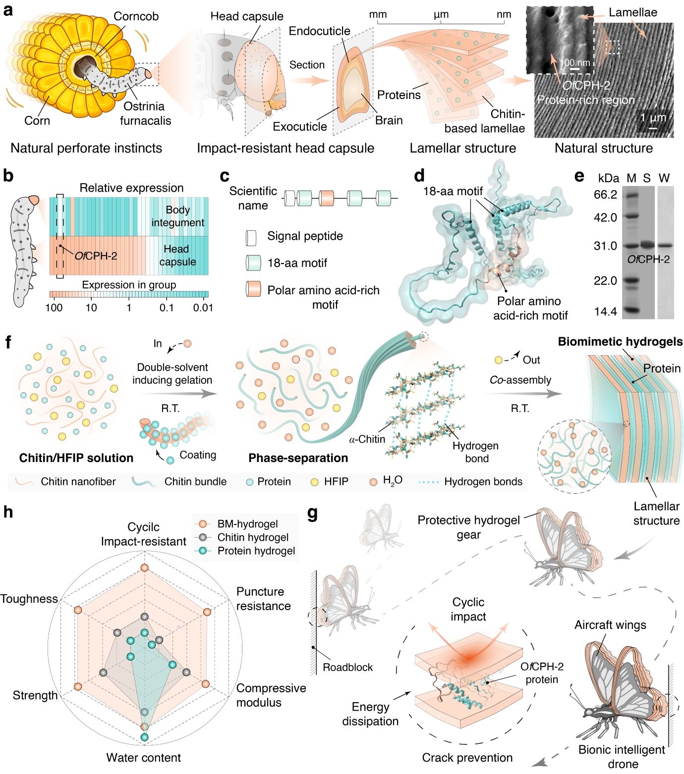 大连理工大学生物工程学院科研团队成功研制超强抗冲击仿生昆虫头壳水凝胶