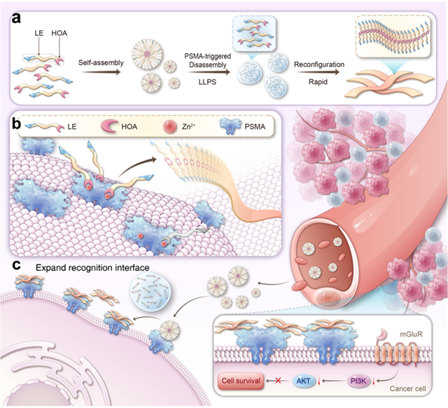 北理工课题组在相分离靶向多肽自适应识别与精准调控方面取得进展