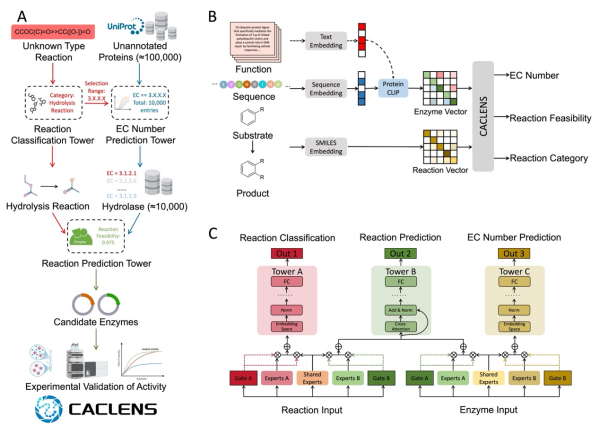 科研人员构建出多模态多任务酶筛选平台