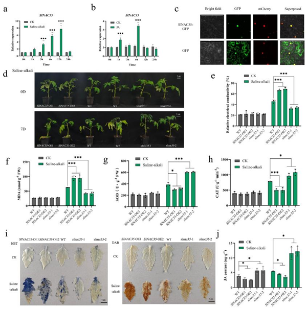 西北农林科技大学（768）园艺学院胡晓辉教授课题组揭示SlNAC35-SlMIEL1模块调控番茄耐盐碱胁迫的分子机理