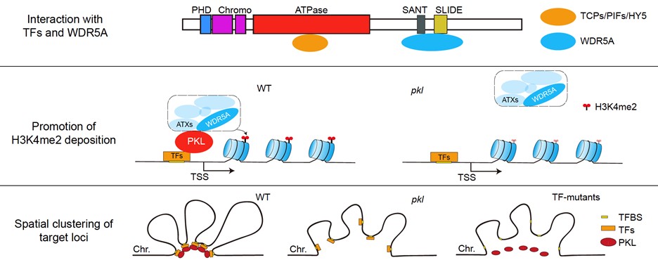 北京大学生命科学学院朱丹萌课题组与合作者揭示染色质重塑因子PKL介导的染色质状态调控分子机理