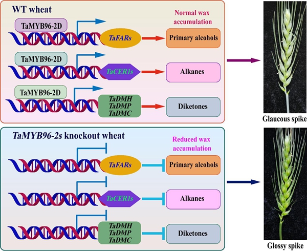西北农林科技大学（776）农学院汪勇副教授在小麦蜡质白霜形成与抗旱性的调控研究上取得新进展
