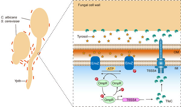 西北农林科技大学(771)沈锡辉/朱玲芳教授团队在《Nature Microbiology》发文揭示细菌跨界监听真菌群体感应信号的分子机制