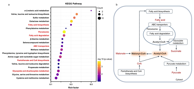 北理工团队在微生物细胞工厂合成黄酮类药物领域取得重要进展