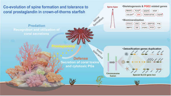 珊瑚礁物种多样性研究取得进展