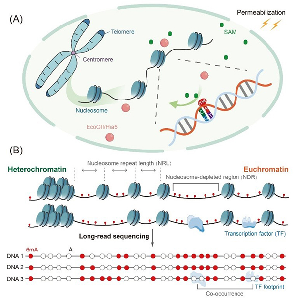中国海洋大学在染色质解析与表观遗传编辑研究领域取得新进展