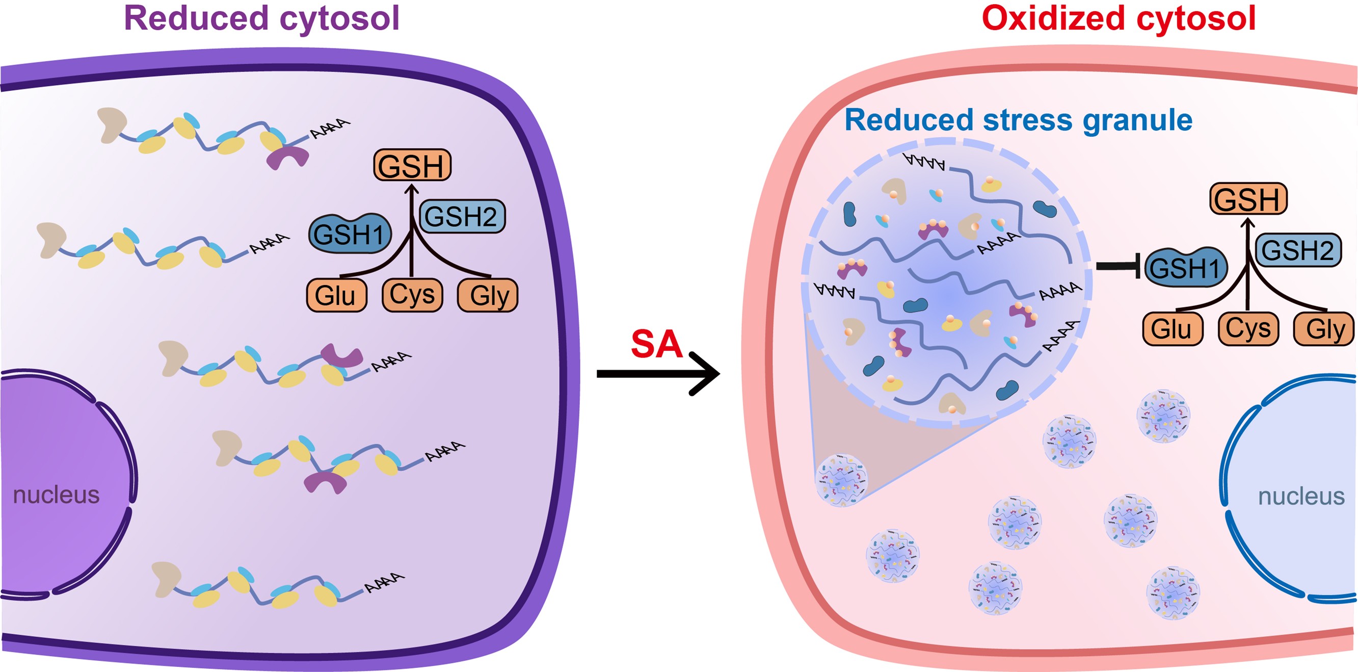 北京大学生命科学学院王伟课题组报道应激颗粒实现胞内氧化还原异质性的新功能：细胞抗氧化的“智能调控枢纽”