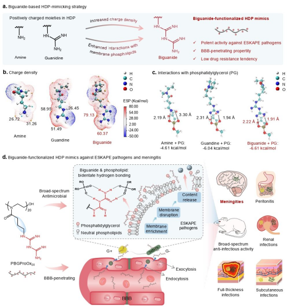 抗耐药菌脑膜炎治疗研究取得进展