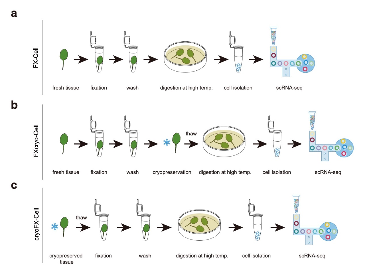研究提出植物单细胞制备新方法