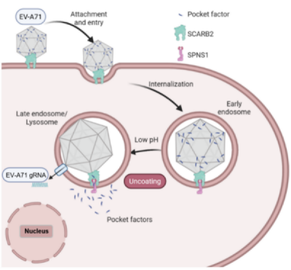 肠道病毒脱壳机制研究取得进展