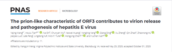 西北农林科技大学(773)动物医学院南雨辰研究员课题组揭示戊型肝炎病毒ORF3蛋白的朊病毒样特性在病毒致病中的作用