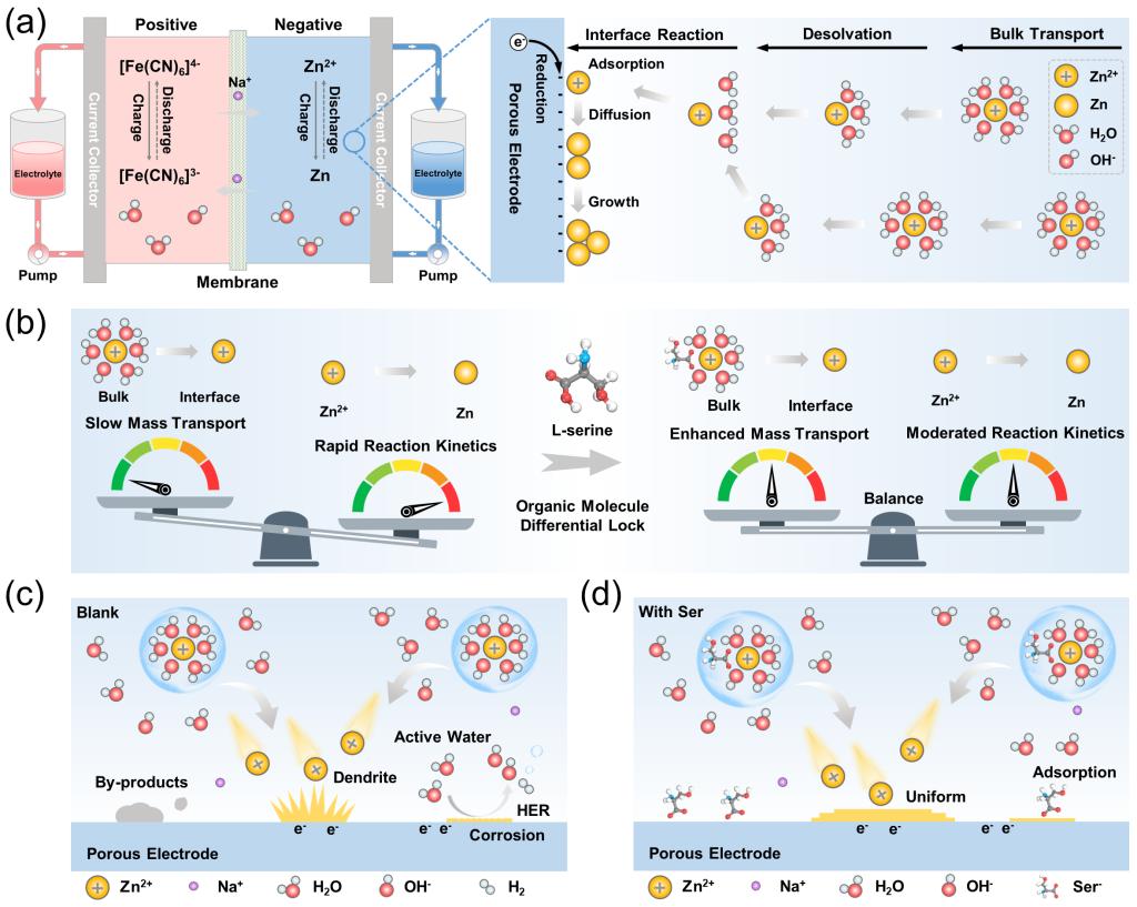 西安交大能动学院何雅玲院士、李印实教授科研团队在锌基液流电池领域取得重要进展