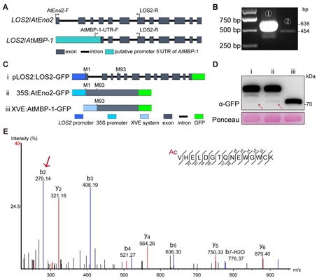 西北农林科技大学（775）植保学院刘西莉教授课题组在辣椒疫霉效应蛋白调控侵染致病研究中取得新进展