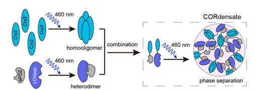 清华大学生命学院李丕龙团队利用两类蓝光敏感蛋白的协同作用开发出新光控相分离系统