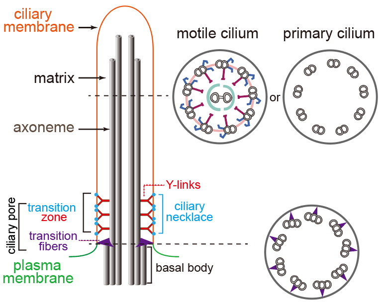 清华大学生命学院潘俊敏课题组在衣藻中揭示纤毛轴丝微管组装的调控机制