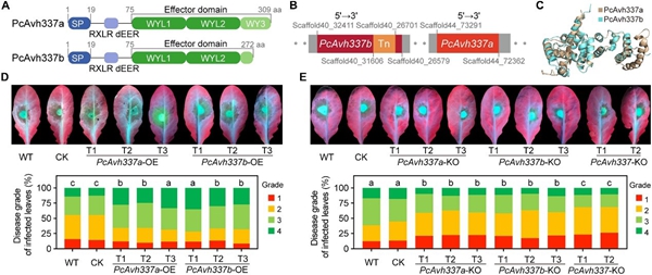 西北农林科技大学（775）植保学院刘西莉教授课题组在辣椒疫霉效应蛋白调控侵染致病研究中取得新进展