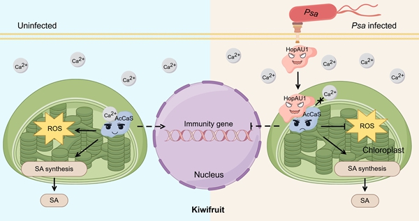 西北农林科技大学（772）植保学院果树病害致灾机理及综合防控团队在猕猴桃叶绿体免疫调控机制研究中取得新进展