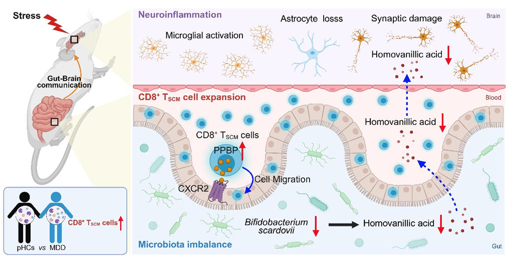 东南大学姚红红团队在《自然-通讯》发表最新研究成果