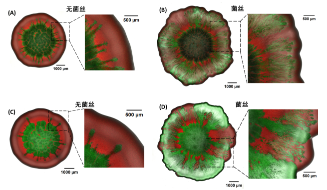 中国农业大学土地学院王钢教授课题组在真菌菌丝调控细菌杀戮研究领域取得重要进展