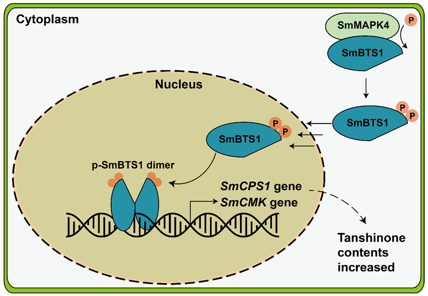 重要次生代谢产物合成调控与植物抗逆研究取得系列进展