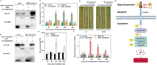 西北农林科技大学(788)植保学院作物病害监测与治理团队揭示CRK-RLCK-MAPKs分子模块赋予小麦高温全生育期抗锈性