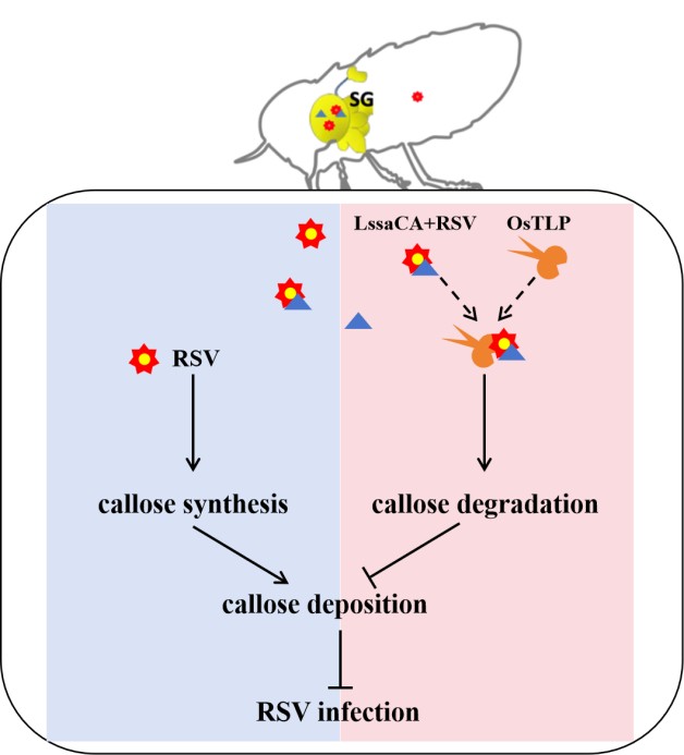 研究揭示灰飞虱唾液碳酸酐酶促进水稻条纹病毒侵染水稻的分子机制