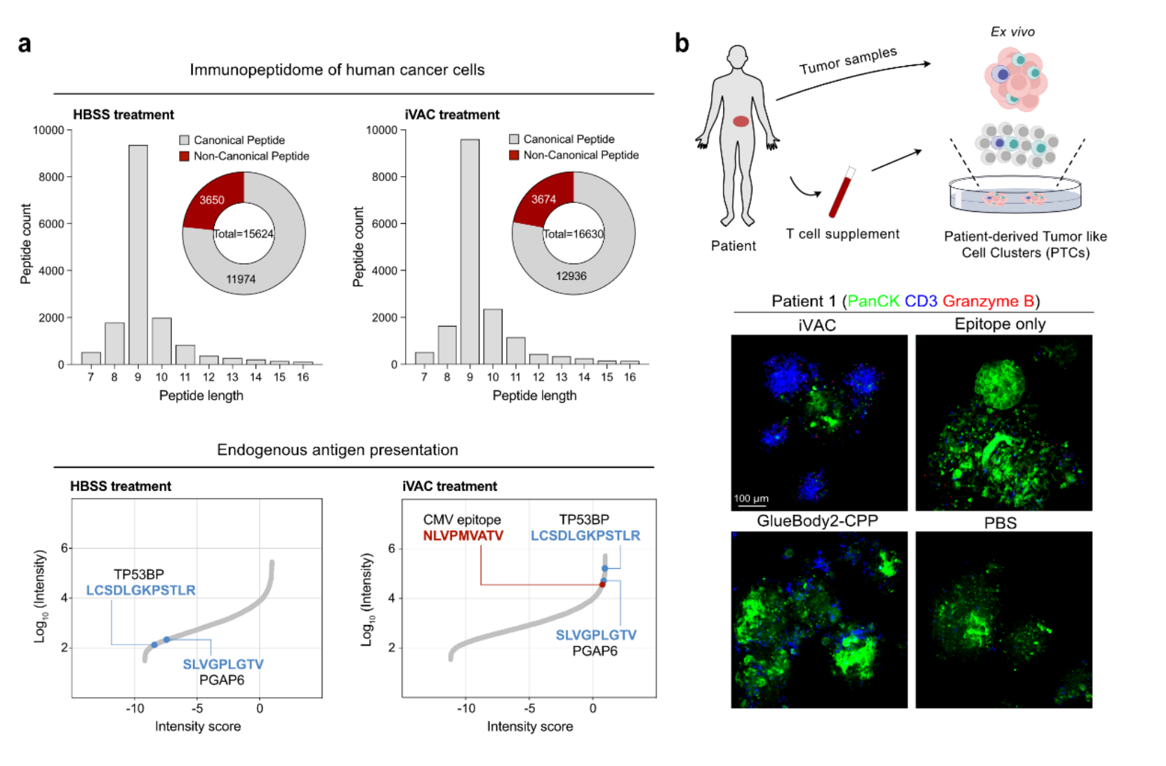北京大学化学与分子工程学院陈鹏团队报道膜蛋白靶向降解技术驱动的癌症疫苗新策略