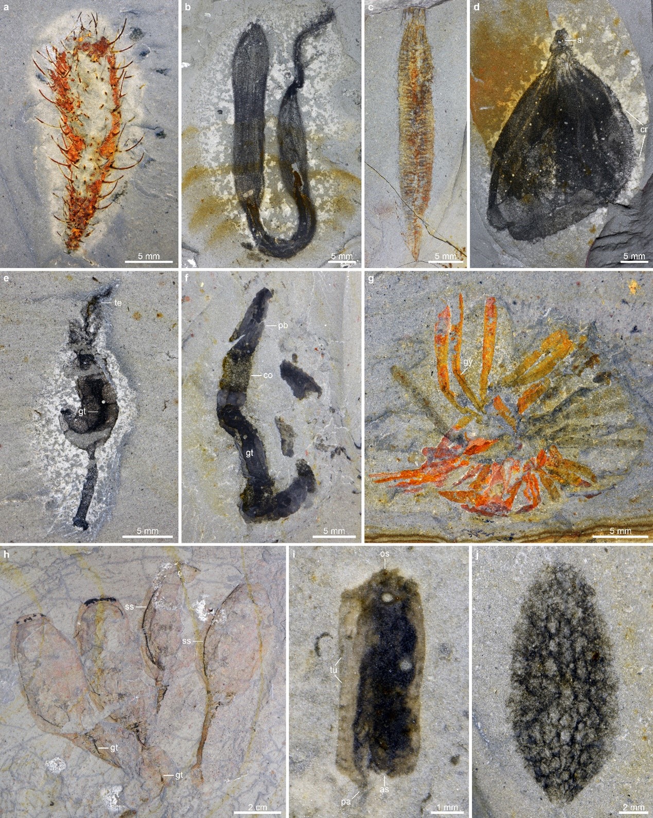 中国科学家发现花垣生物群，揭开5.13亿年前生物大灭绝面纱