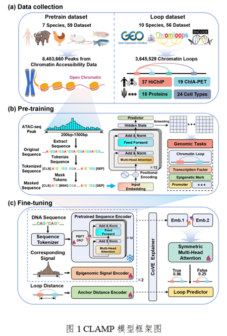 西北农林科技大学（793）生命科学学院廖明帜教授团队在染色质环预测及三维基因组研究方面取得新进展