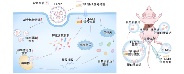 mRNA疫苗递送研究取得进展