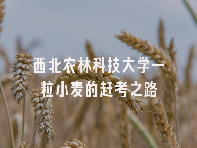 西北农林科技大学一粒小麦的赶考之路