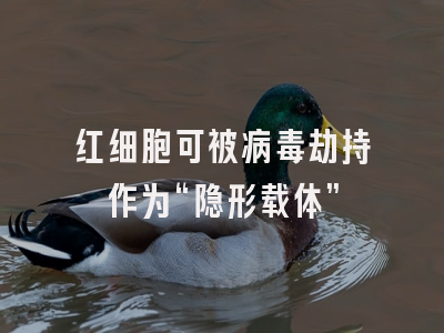 红细胞可被病毒劫持作为“隐形载体”