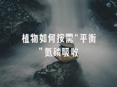 植物如何按需“平衡”氮磷吸收
