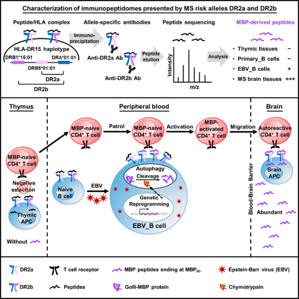 科学家破解多发性硬化症致病密码