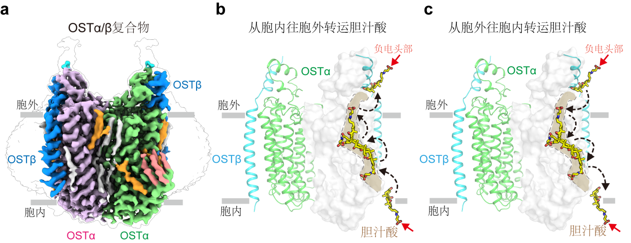 北京大学化学与分子工程学院雷晓光团队与合作者共同解码人体内胆汁酸转运机制