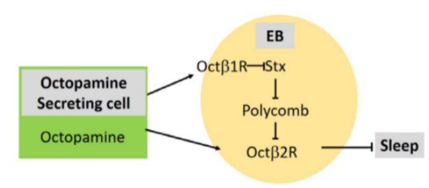 中国农业大学植保学院杜娟教授团队揭示Stuxnet在调控线粒体稳态过程中的新功能