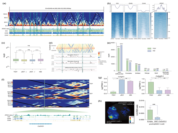 西北农林科技大学（785）园艺学院茶树种质创新与高效利用团队揭示茶树杂种优势形成的等位水平调控机制
