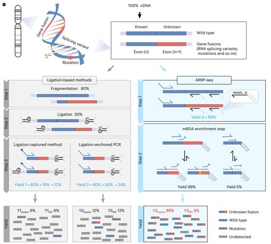 上海交大宋萍/国妇婴王玉东合作开发“随机引物锚定多重检测技术”一次锁定未知融合，精准助力肿瘤诊断