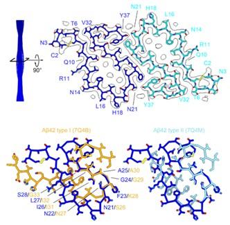 上海交大Bio-X研究院曹骎团队与附属医院张飞团队合作报道2型糖尿病人胰腺中hIAPP纤维的分子结构