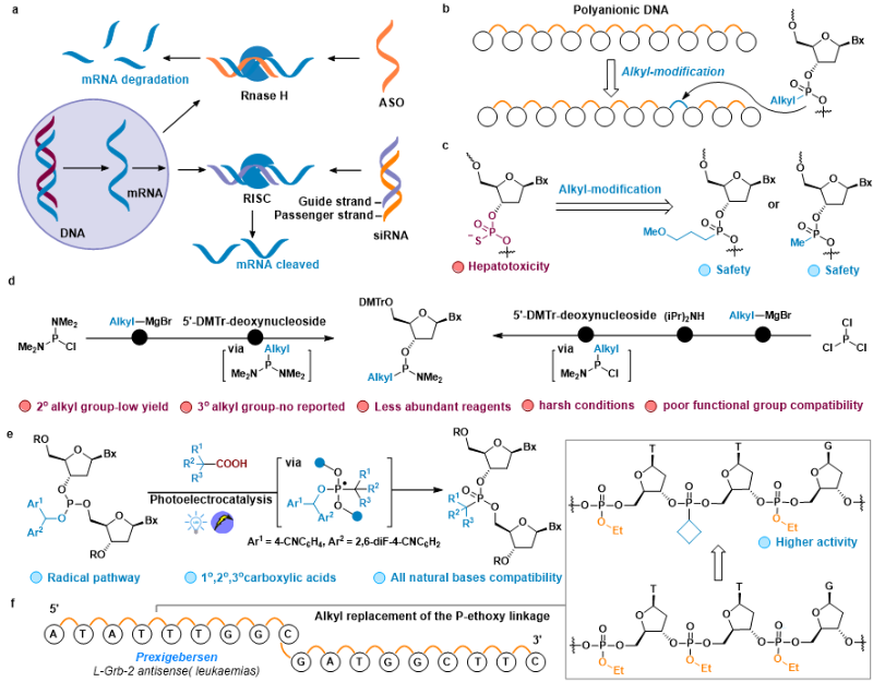 上海交大变革性分子前沿科学中心商明课题组实现光电协同催化赋能寡核苷酸可编程烷基骨架修饰
