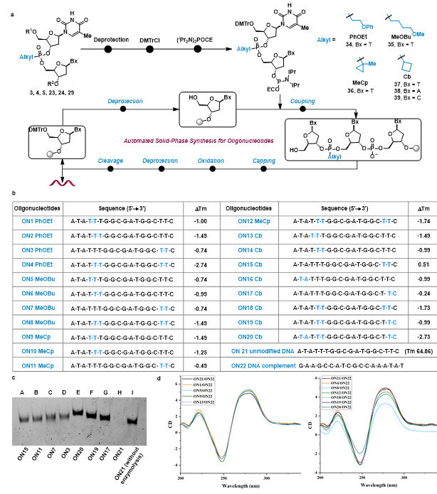 上海交大变革性分子前沿科学中心商明课题组实现光电协同催化赋能寡核苷酸可编程烷基骨架修饰